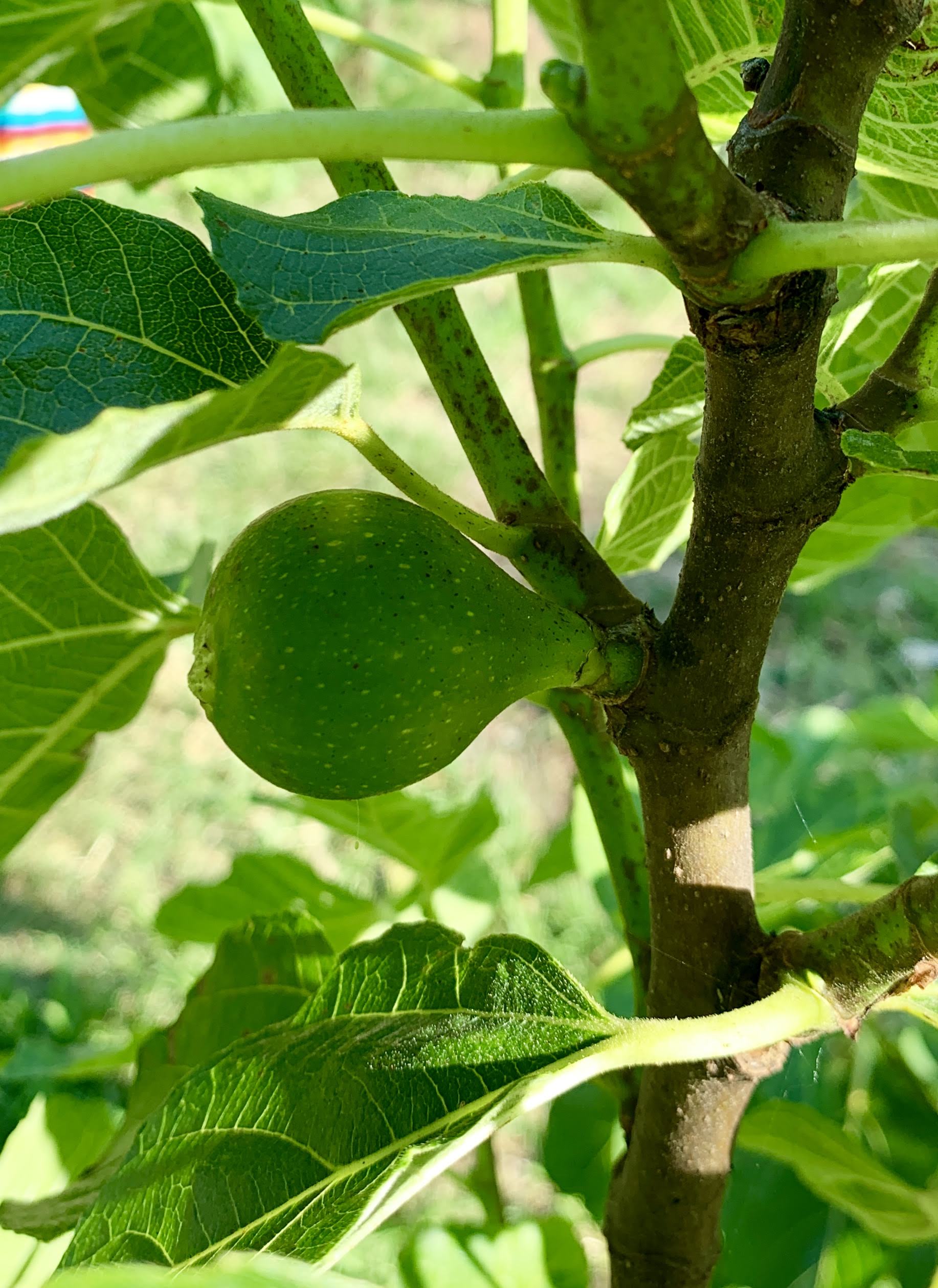 baby fruit